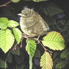 Схема вышивки «птенец»