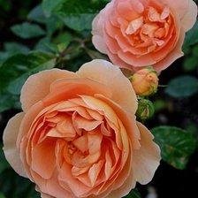 Схема вышивки «розы»