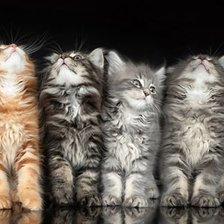 Схема вышивки «котятки»