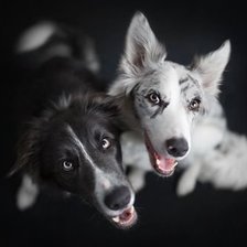 Схема вышивки «песики»