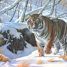 Схема вышивки «Амурский тигр.»