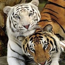 Схема вышивки «дикие»