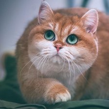 Схема вышивки «Котик»