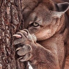 Схема вышивки «Пума»