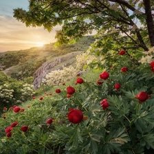Схема вышивки «пионы на склоне»