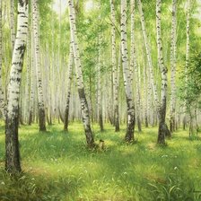 родные березки