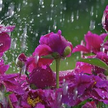 пионы под дождем