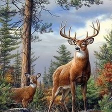 Схема вышивки «дикие»