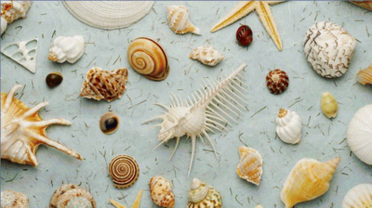 ракушки - предпросмотр