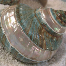 Схема вышивки «ракушки»