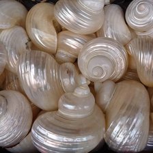 Схема вышивки «ракушки»