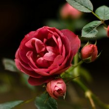 Схема вышивки «шиповник»