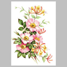 Цветы шиповника.