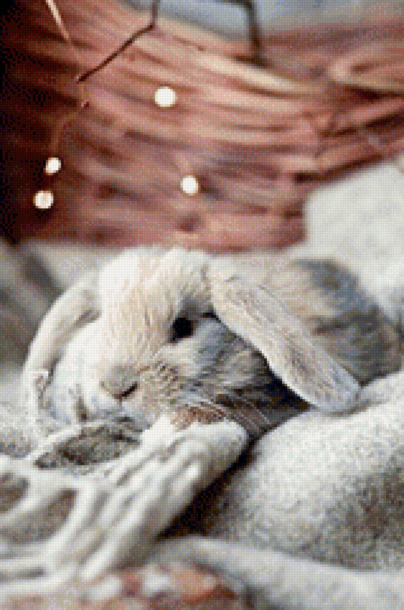 кролик - предпросмотр