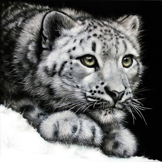 №1968992 - хищники, животные - оригинал