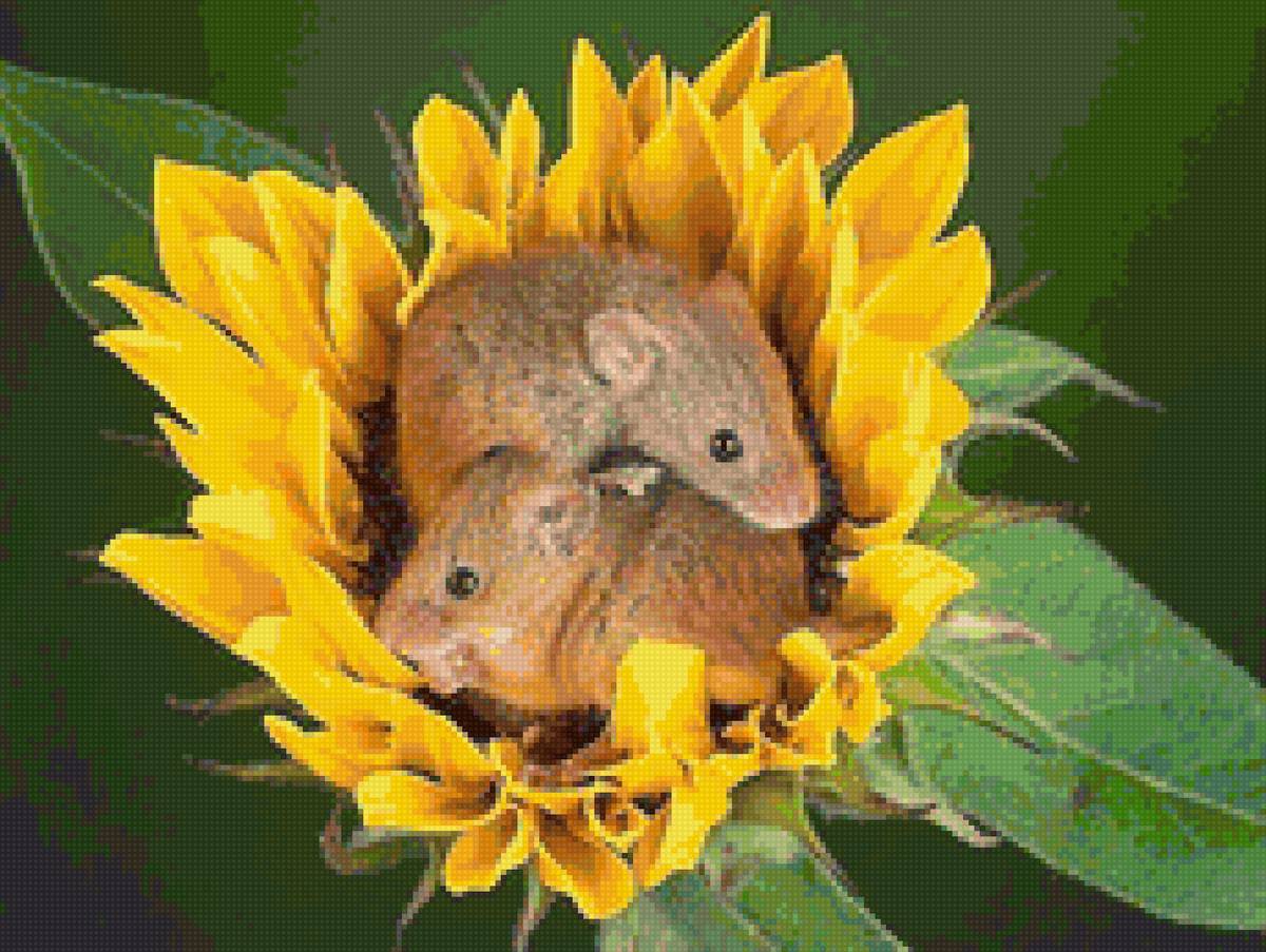 мышь - мышь - предпросмотр