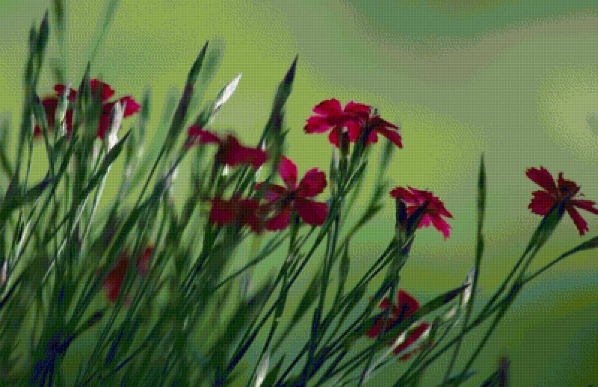 БУКЕТ - красивые картинки - предпросмотр