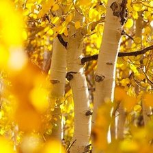 Схема вышивки «осень»