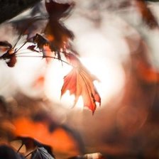 Схема вышивки «осень»