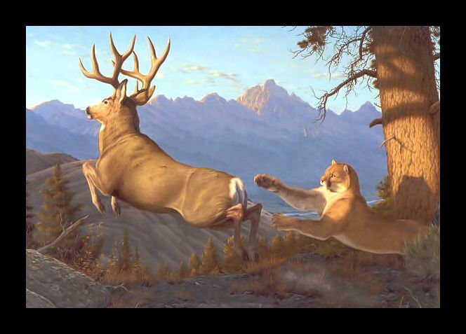 Пума и олень2. - олень, охота, пума, хищник, животные - оригинал
