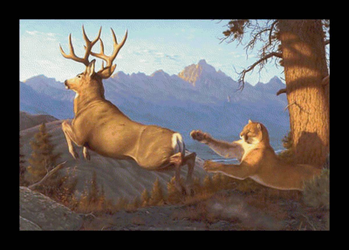 Пума и олень2. - хищник, животные, пума, олень, охота - предпросмотр