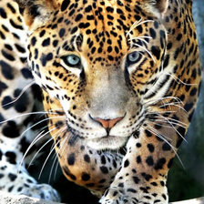 Схема вышивки «№1969712»