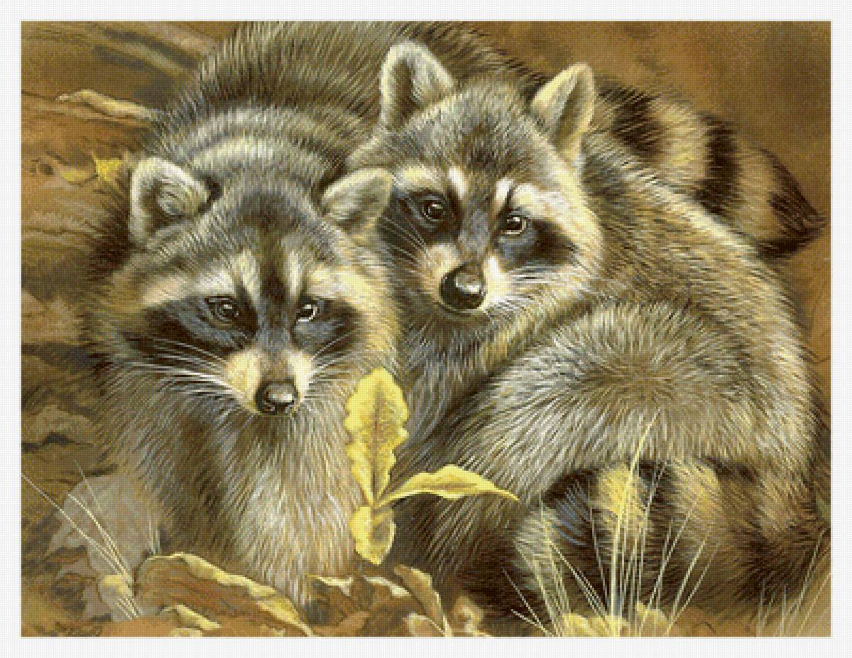 Серия "Еноты" - животные, еноты - предпросмотр