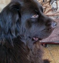 Схема вышивки «Шоколадка»