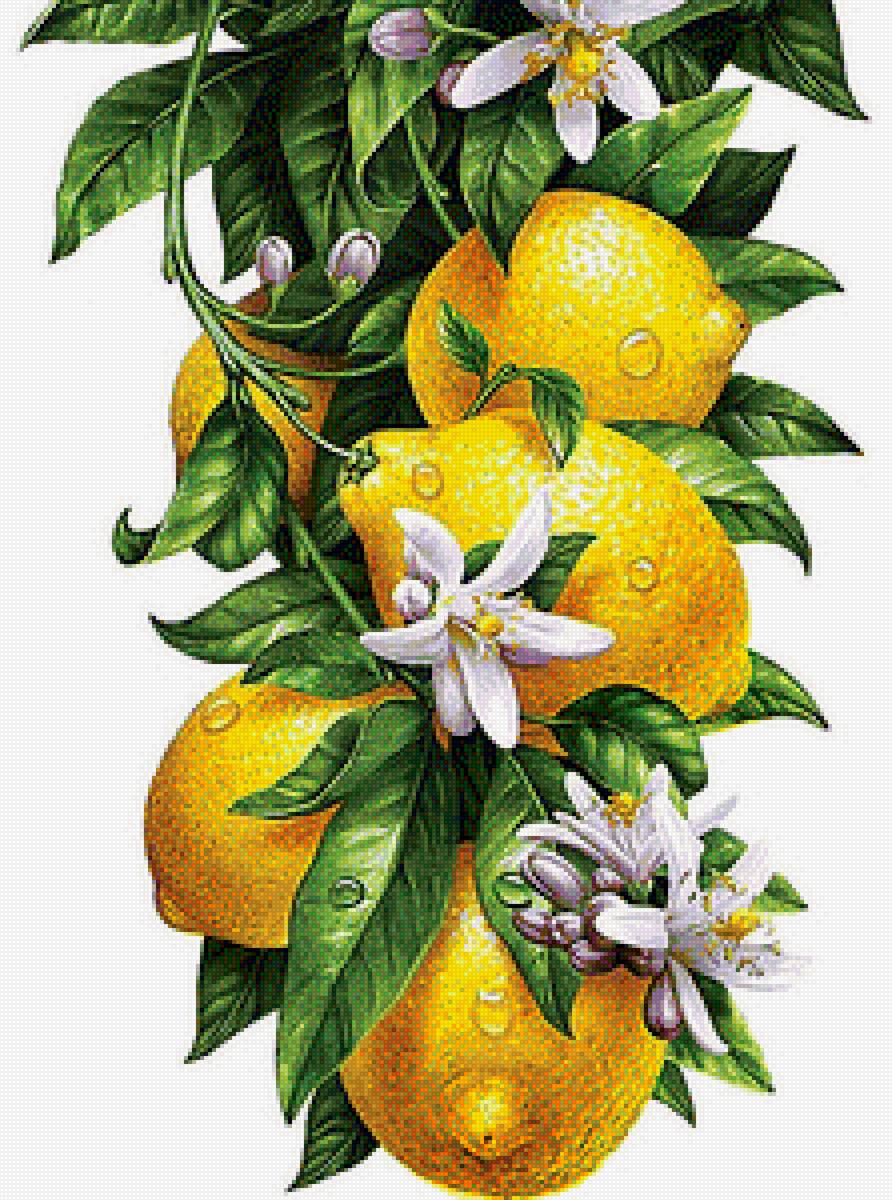 Для кухни - фрукты, кухня - предпросмотр