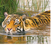 Схема вышивки «Тигр»