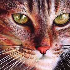 Схема вышивки «кот»