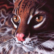 мир животных