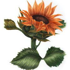 Схема вышивки «цветы»