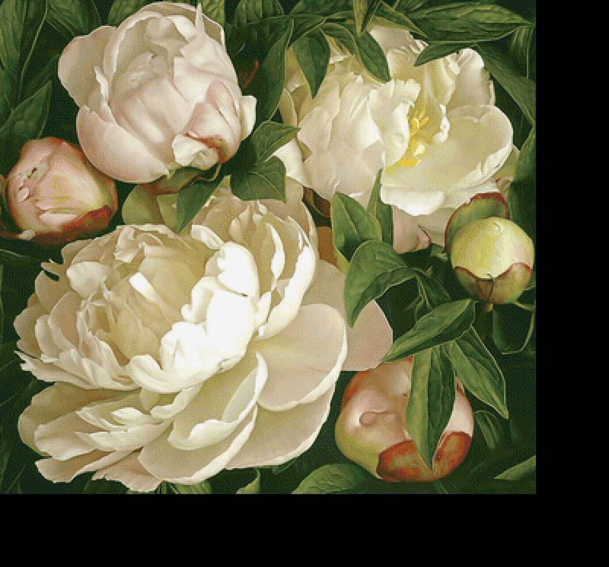 Белые пионы. - белые, цветы, пионы - предпросмотр