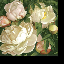 Схема вышивки «Белые пионы.»