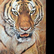 Схема вышивки «Тигр.»