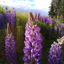 Схема вышивки «Люпин»