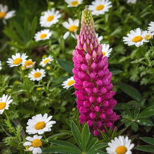 Схема вышивки «Люпин и ромашки»