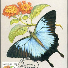 Схема вышивки «цветы»