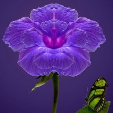 Схема вышивки «цветы»