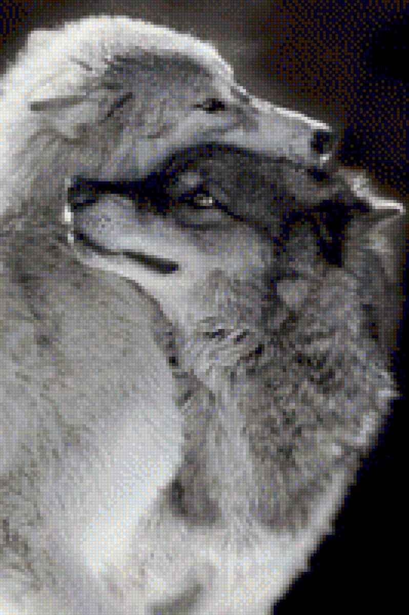 Волки - звери, пара, волк - предпросмотр