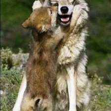 Схема вышивки «Волчица»