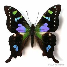 Схема вышивки «бабочка»