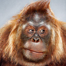 Схема вышивки «Обезьяна»