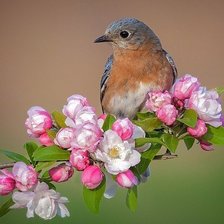 Схема вышивки «ЯБЛОНЕВЫЙ ЦВЕТ C ПТИЦОЙ»