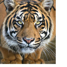 Схема вышивки «Тигр.»