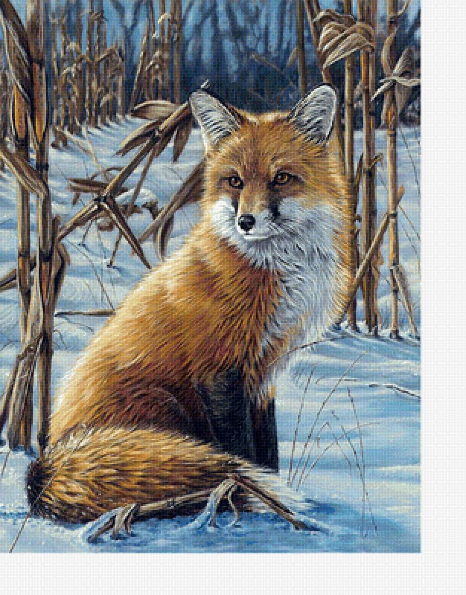 Лиса - животные, звери - предпросмотр