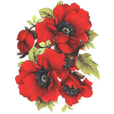 Схема вышивки «Красный мак.»