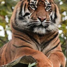 Схема вышивки «Тигр»