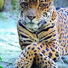 Схема вышивки «№1974410»